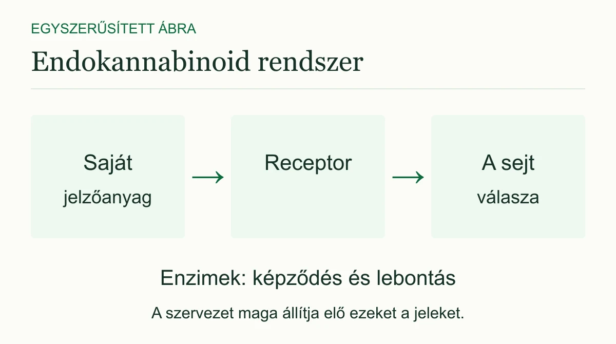 Egyszerűsített ábra: a szervezet saját jelzőanyaga receptorhoz kapcsolódik, és sejtválaszban vesz részt. Enzimek segítik a jelzőanyagok képződését és lebontását.