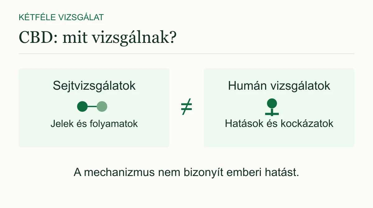 A sejtvizsgálatok és az emberek részvételével végzett kutatások más kérdésekre adnak választ. Egy megfigyelt mechanizmus önmagában nem bizonyít emberi hatást.